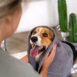 Owner drying happy dog after bath using gentle grooming techniques