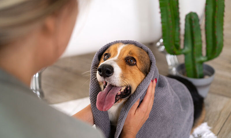 Owner drying happy dog after bath using gentle grooming techniques