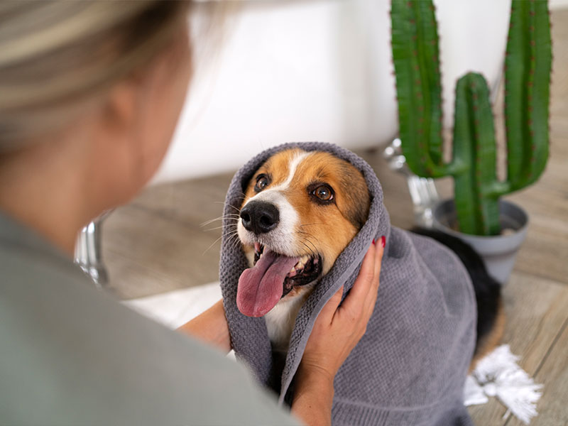 Owner drying happy dog after bath using gentle grooming techniques