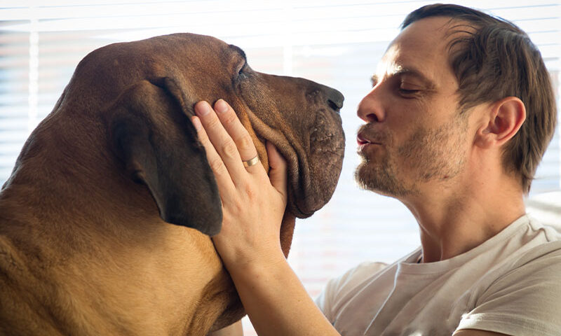 Dog communicating with owner through body language and trust