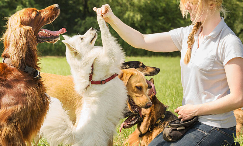Happy owner bonding with dog outdoors showing love and companionship