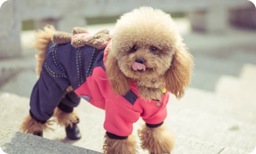 edogs_fashion