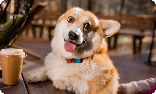 edogs_friendly_bussiness