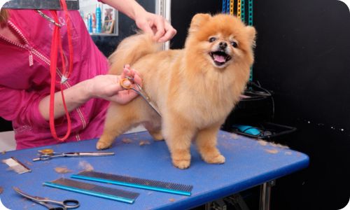 edogs_groomy