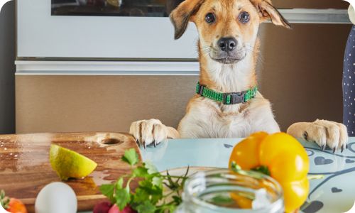 edogs_nutritionist