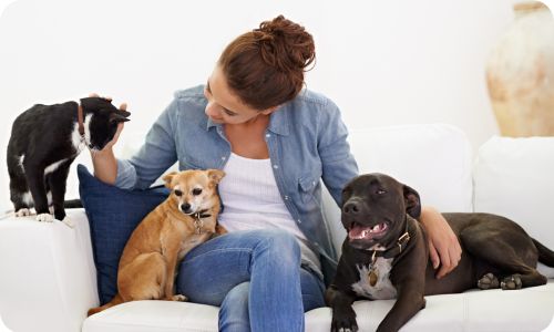 edogs_pet_sitters