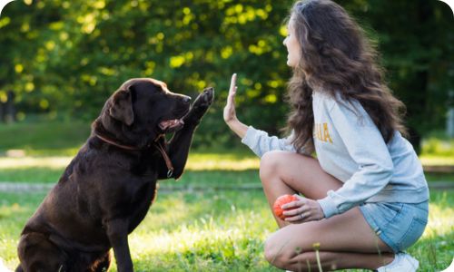 edogs_trainer