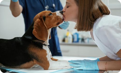 edogs_veterinarian