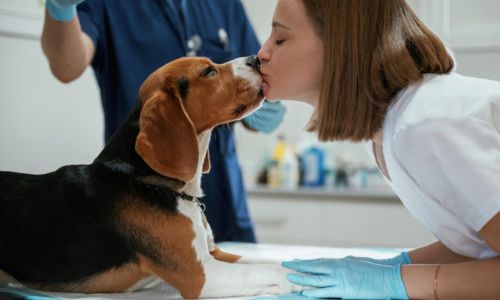 edogs_veterinarians
