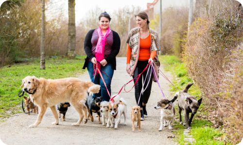 edogs_walk